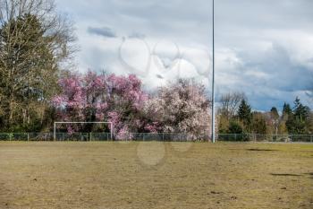 A view of a ball field and Cherry trees in Seatac, Washington.