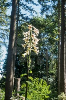 A Giant Himalayan Lily grows tall at the Rhododendron Species Botanical Garden.