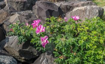 Soft pink flowers grow between hard dark boulders at Saltwater State Park in Washington State.