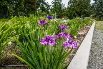 A veiw of Iris flowers in a garden plot.