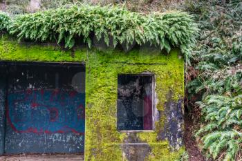 Moss and ferns gronw on a derelict cement shed at Cape Disappointment State Park in Washington State.