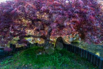 A closeup shot of a small Japanese Maple tree in Seatac, Washington.