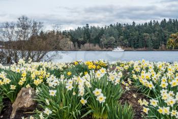 Daffodils grow along the shore of Lake Washington in Seattle.