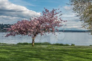 A lone Cherry tree blooms at Seward Park in Seattle, Washington.