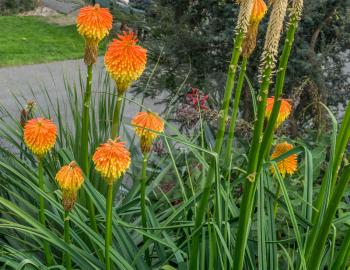 A closeup shot of orange round flowers.