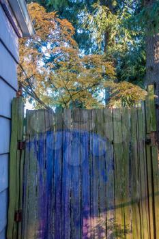 A partially painted cedar gate stands in front of a Japanese Maple tree in Autumn. Shot taken in Burien, Washington.