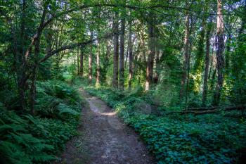 a path leads through evergreen trees at Saltwater State Park in Des Moines, Washington.