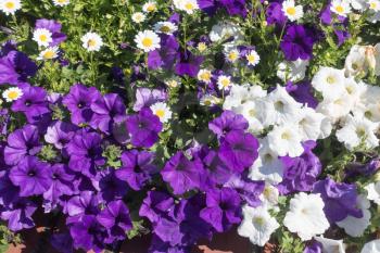 A view of white and purple Petunia flowers in summer time.