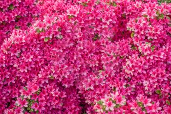 A background shot of bright pink blossoms.
