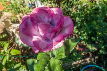 Photo of a large pinkish red rose with traces of white.