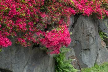 Brillaint red  flowers grow on top of a rock wall in a Seattle garden.