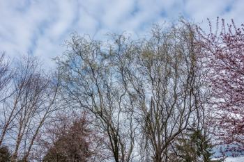 Squiggly tree limbs climb to the sky. Shot taken in Seatac, Washington.