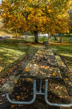 A vieiw of a table and tree in Autumn at Saltwater State Park in Des Moines, Washington.