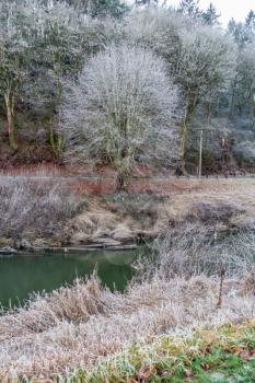 Winter frost clings to bushes nd a tree on the banks of the Green River in Washington State.