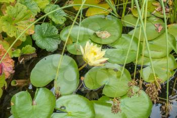 One yellow water lily blooms in a sea of green leaves.