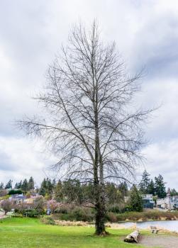 A bare tree in spring at Seward Park in Seattle, Washington.