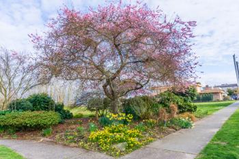 Abundant Cherry blossoms at Hamilton Viiewpoint Park in West Seattle, Washington.