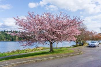 Spring flowers bloom along the shoreline of Lake Washington in Seattle.