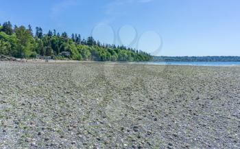 An extreame low tide at Saltwater State Park in Des Moines, Washington.