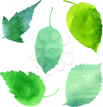 Vector set of green leaves, suitable for design patterns, background for badges and logo. Symbols of summer, growth, ecology