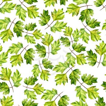 A leaf of a tropical plant. Ivy Cissus - ampelnoe plant, liana. Watercolor illustration. Texture for scrapbooking, wrapping paper, textiles, web page, wallpapers, surface design, fashion