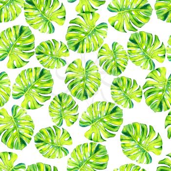 A leaf of a tropical plant. Monstera, philodendron - ampel plant, liana. Watercolor illustration. Texture for scrapbooking, wrapping paper, textiles, web page, wallpapers, surface design fashion