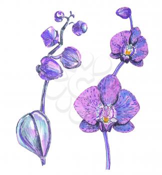 Pink orchid isolated on white painted hands, markers
