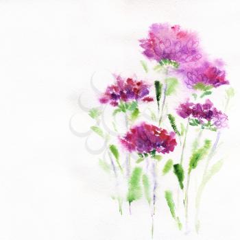 pink aster flower on a white background painted in watercolor