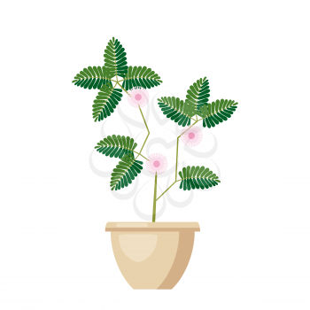 Pink flowering Angraecum distichum. Green leaves, pink flowers flowering plant in vase