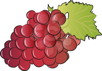 A bunch of ripped red grape fruit with leaf vector color drawing or illustration 