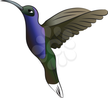 Beautiful small green & blue bird known as hummingbird vector color drawing or illustration 