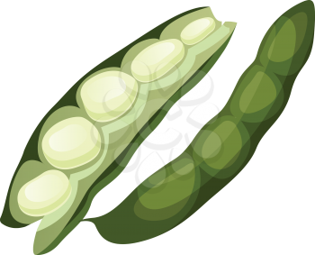 Green beans vector illustration of vegetables on white background.