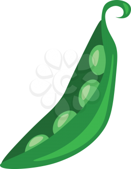 A pod of fresh green beans is been peeled vector color drawing or illustration 