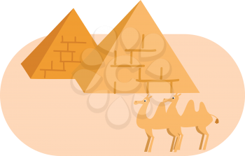Two pyramides and two camels vector illustration on white background 