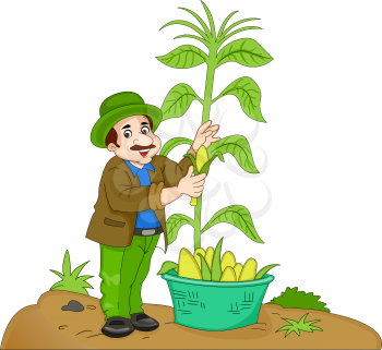 Man Harvesting Corn, vector illustration