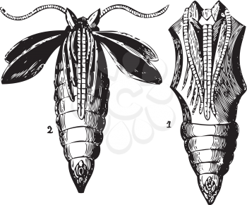 Old engraving of two transformation stages of the chrysalis butterfly. From Trousset Encyclopedia 1886 - 1891