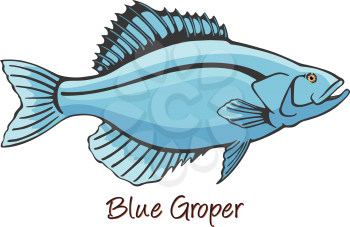 Grouper, Color Illustration