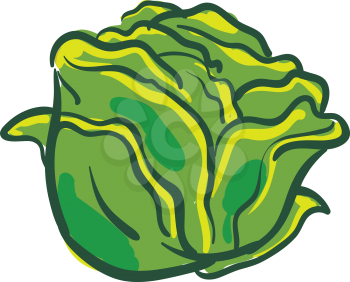 Fresh cabbage 