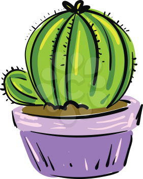 Purple pot with cactus plant vector or color illustration