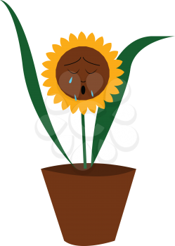 A sad sunflower with leaves vector or color illustration