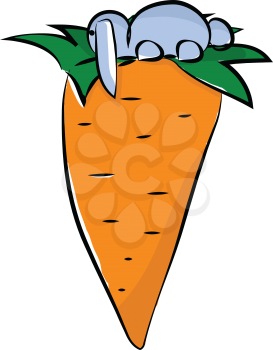 Rabbit behind a carrot vector or color illustration