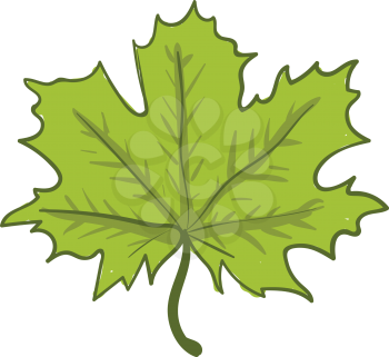 A star-shaped green leaf falling from a tree vector color drawing or illustration 