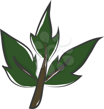The stem of a ladder plant with three green leaves that have pointed tips vector color drawing or illustration 