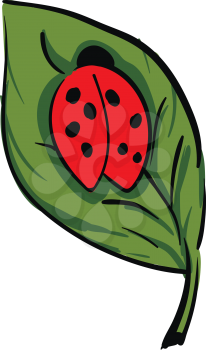 A cute little dome-shaped lady beetle red in color is crawling on a green leaf vector color drawing or illustration 