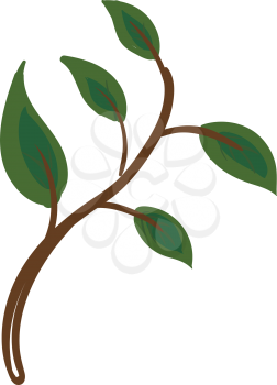 The picture of green leaves that have flat surfaces and blunt tips vector color drawing or illustration 