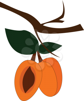 Three apricot fruits with leaves in a small branch of a tree seed of one fruit enclosed in a hard stony shell is exposed vector color drawing or illustration 