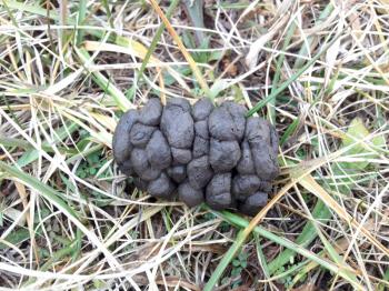 Deer droppings feces in field of doe or buck tracking for hunting by dog smell scent