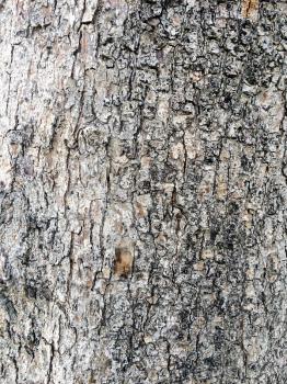 natural background of tree bark white and black texture design element