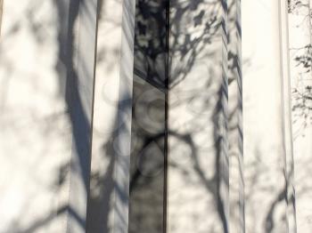 Tree branches and shadows on white buidling on sunny day