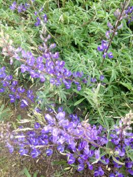 Purple Wildflowers on mountain hiking trek trail walk